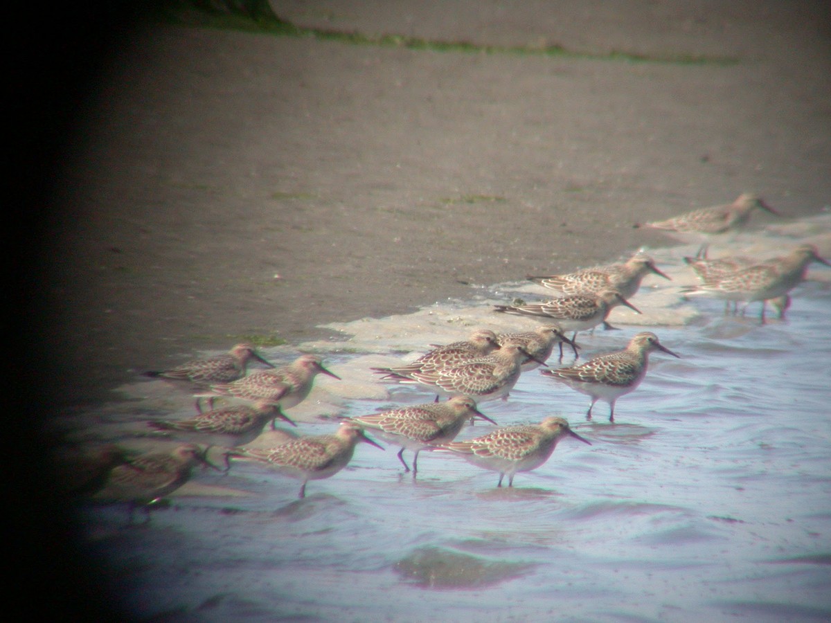 Baird's Sandpiper - ML115887501