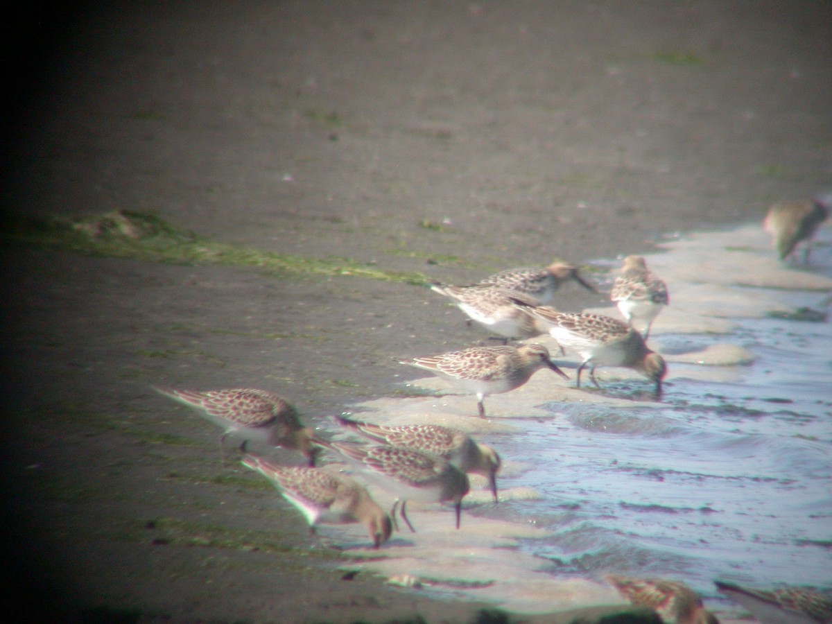 Baird's Sandpiper - ML115887511