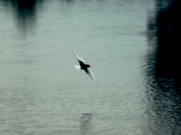 White-winged Tern - ML115888371