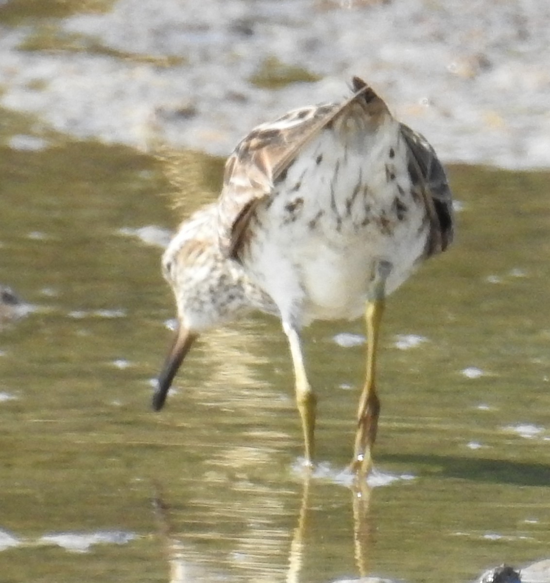 Sharp-tailed Sandpiper - ML115890281