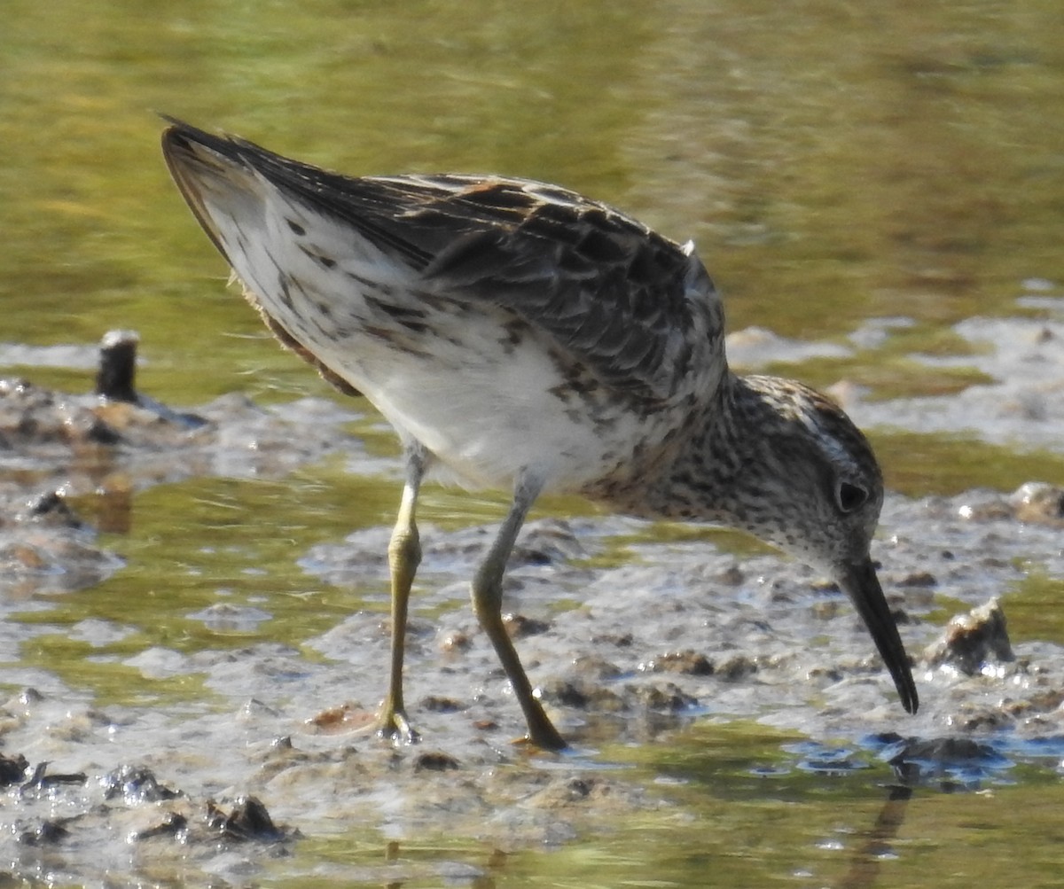 Sharp-tailed Sandpiper - ML115890441