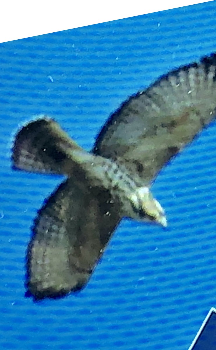 Broad-winged Hawk - ML115890451