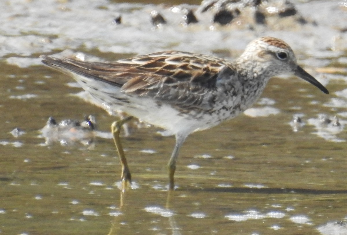 Sharp-tailed Sandpiper - ML115890461