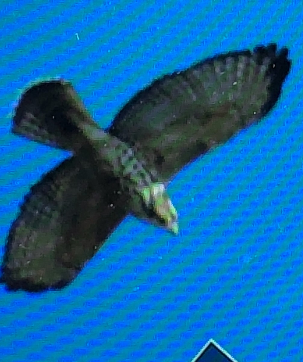 Broad-winged Hawk - ML115890471