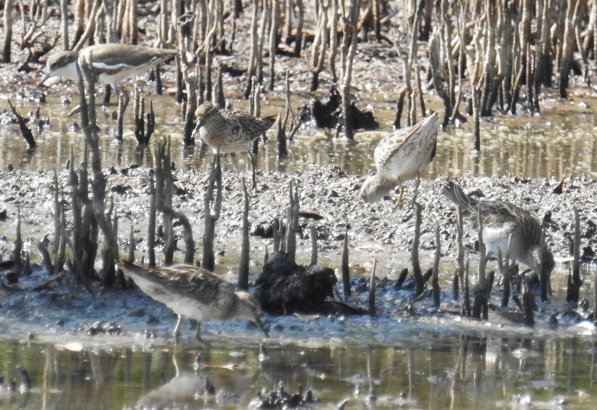 Sharp-tailed Sandpiper - ML115890491