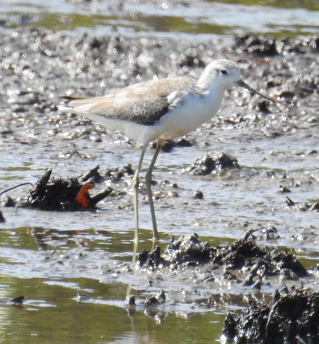 Marsh Sandpiper - ML115891331