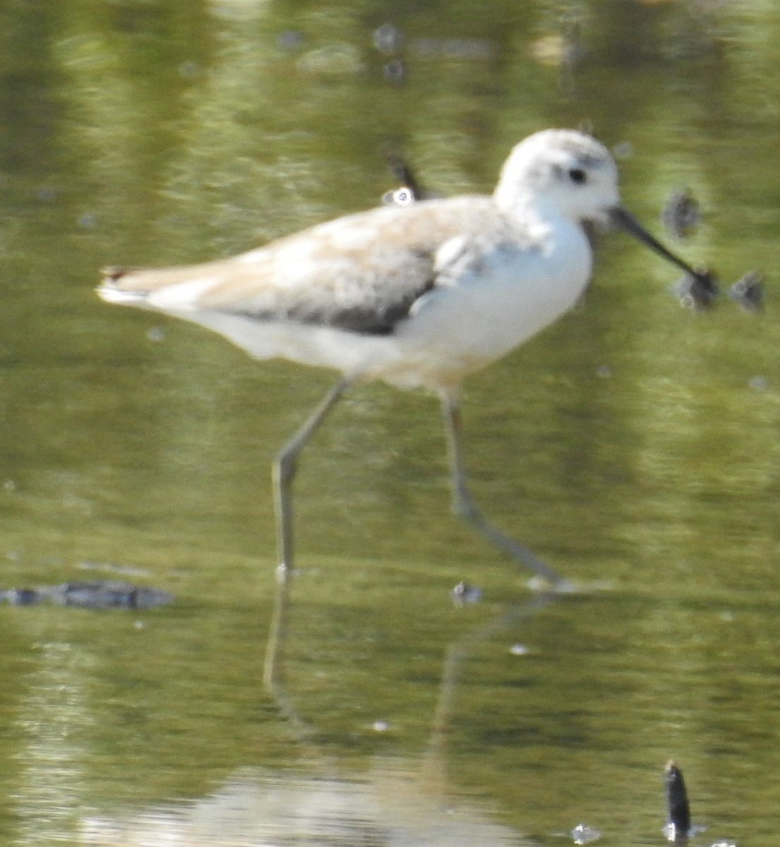 Teichwasserläufer - ML115891371