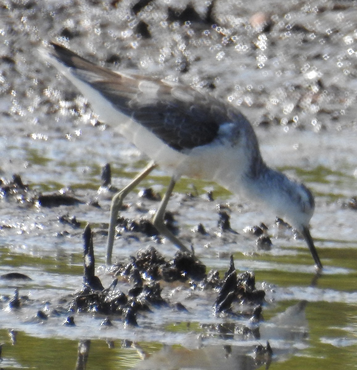 Teichwasserläufer - ML115891471