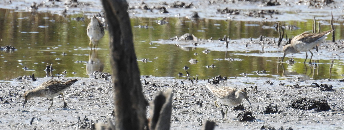 Sharp-tailed Sandpiper - ML115891631