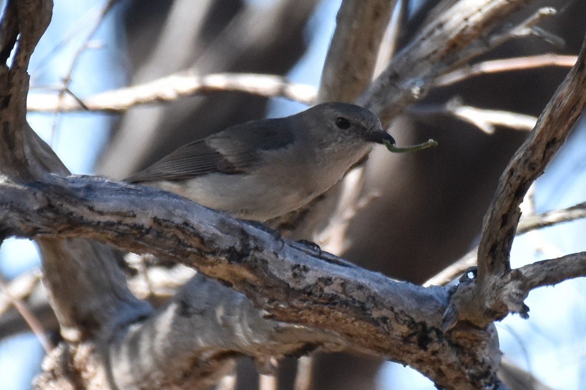 Golden Whistler - ML115891701