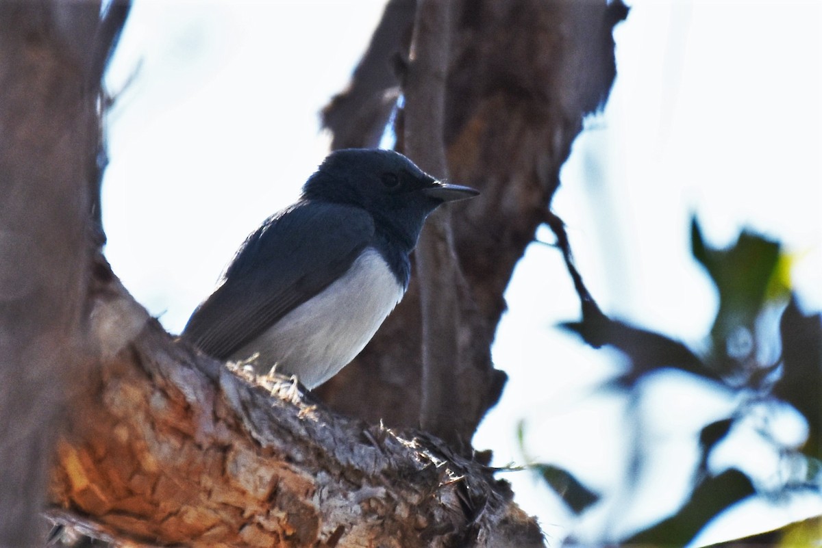 Leaden Flycatcher - ML115891781