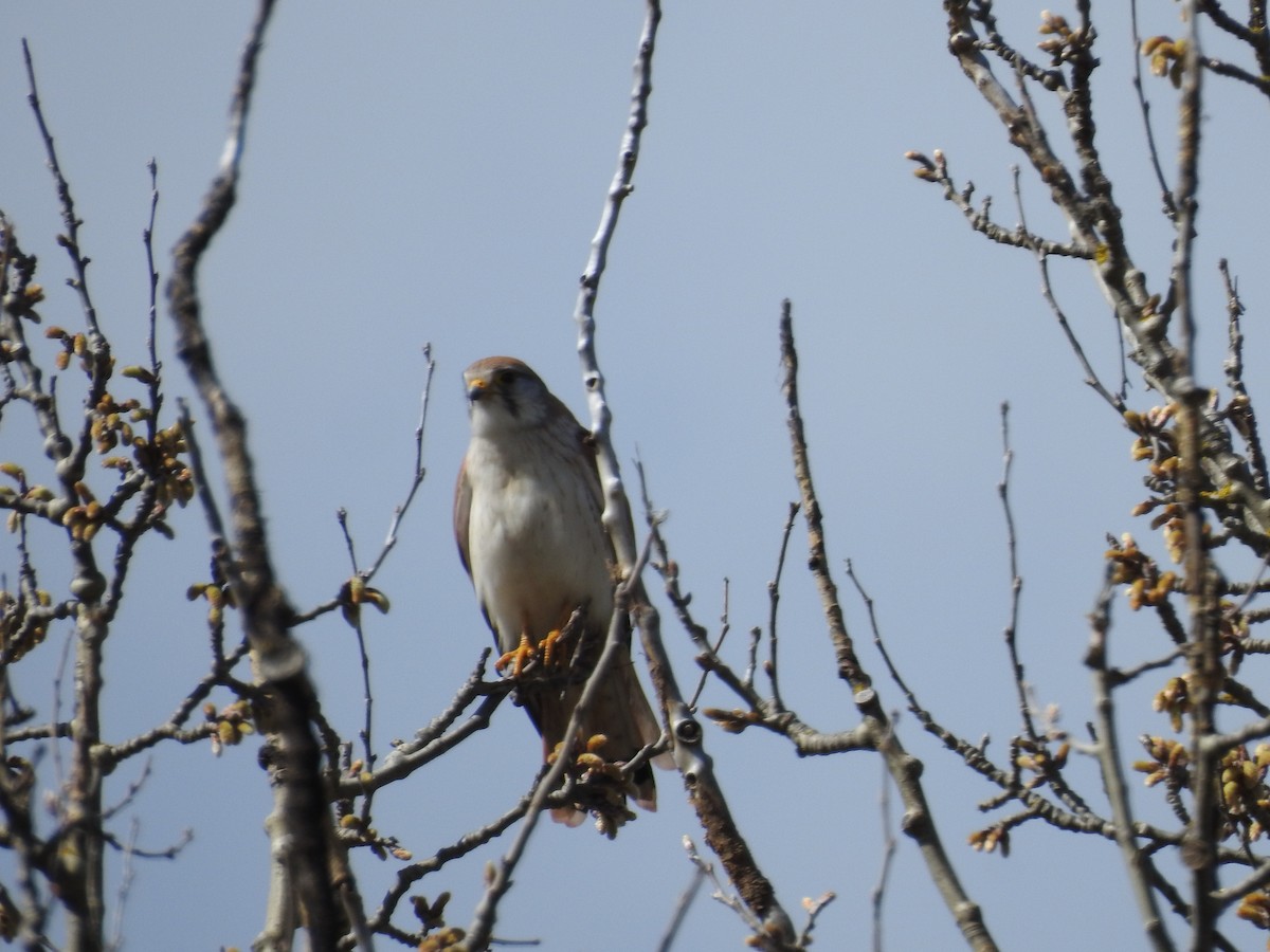 Nankeen Kestrel - Jeffrey Crawley