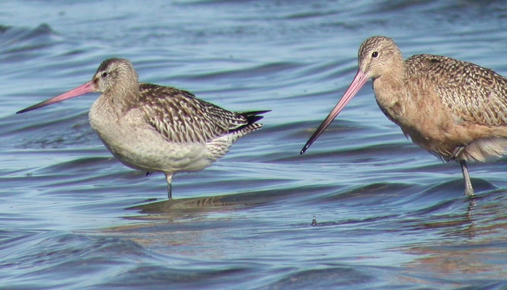 Bar-tailed Godwit (Siberian) - ML115895031