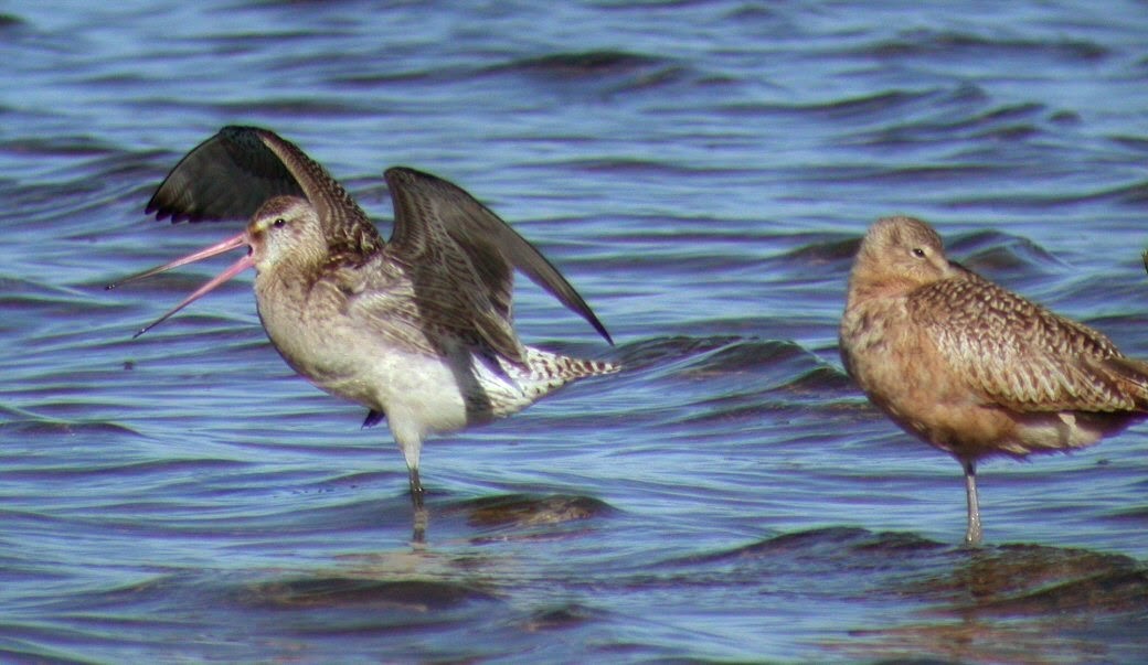 Bar-tailed Godwit (Siberian) - ML115895081