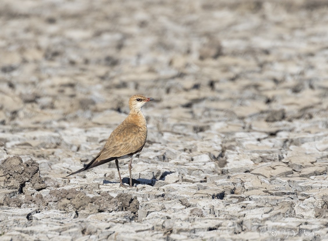 Australian Pratincole - ML115895611