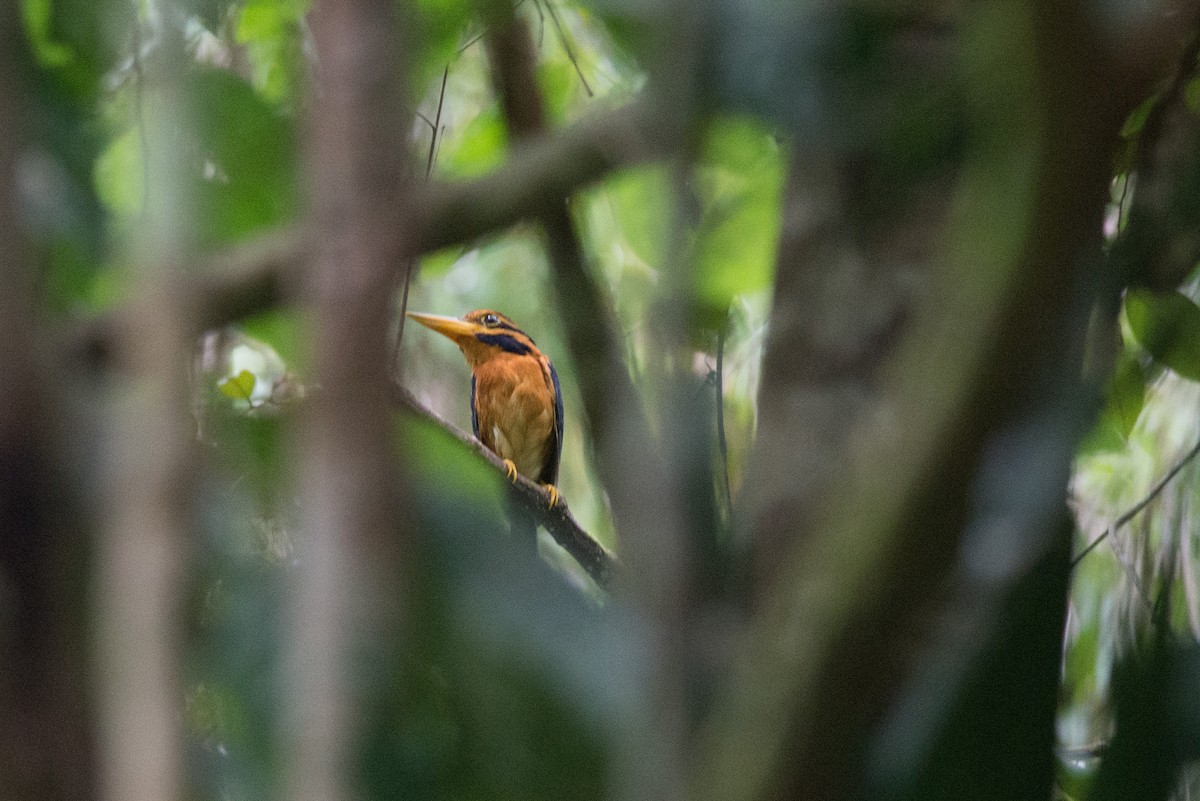 Rufous-collared Kingfisher - ML115896331