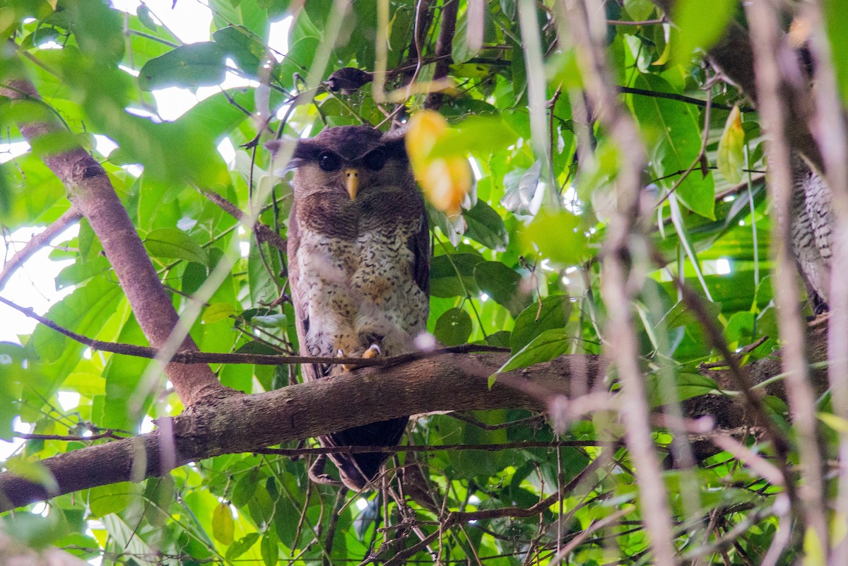 Barred Eagle-Owl - Nige Hartley