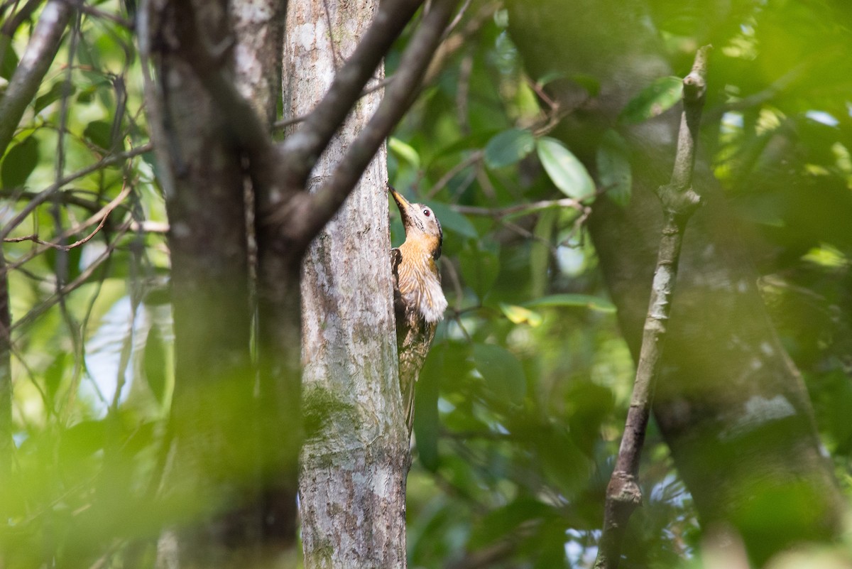 Streak-breasted Woodpecker - ML115896891