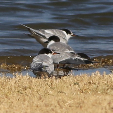 Common Tern - ML115897051