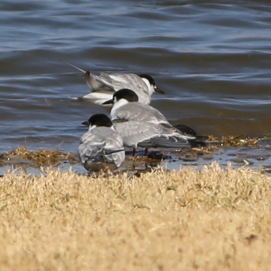 Common Tern - ML115897061