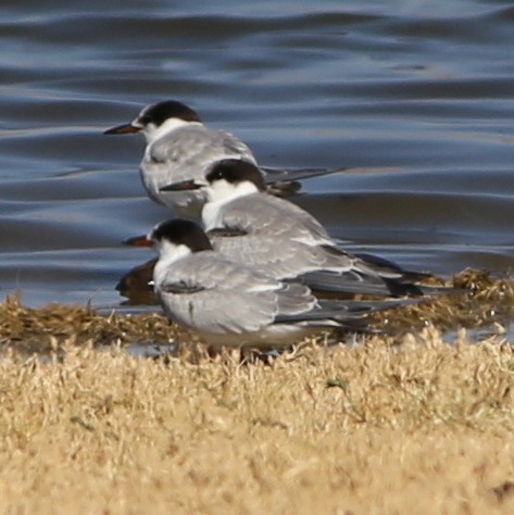 Common Tern - ML115897071