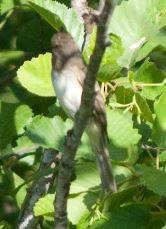 Willow Flycatcher - ML115897711