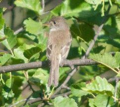 Willow Flycatcher - ML115897721