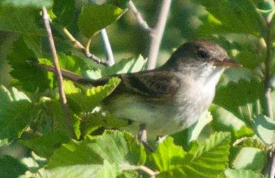 Willow Flycatcher - ML115897731