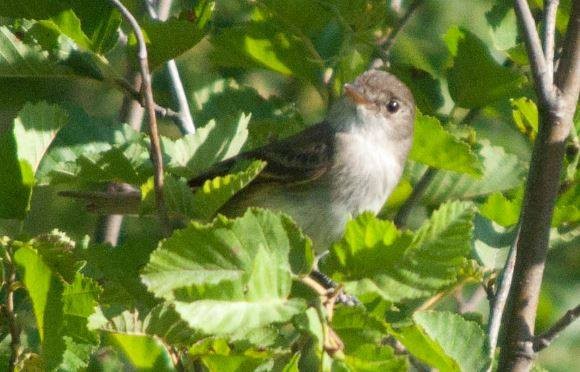 Willow Flycatcher - ML115897741