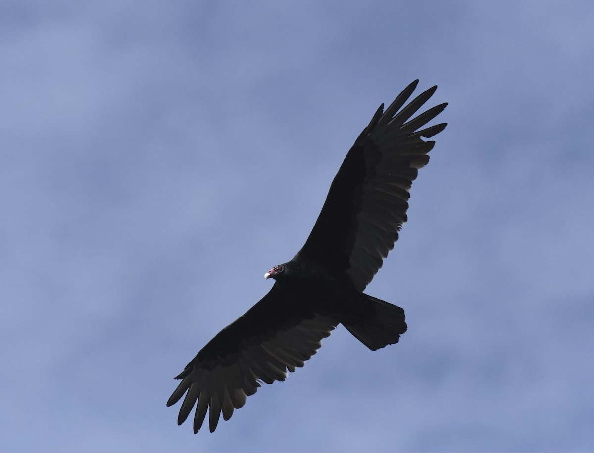 Turkey Vulture - ML115898121