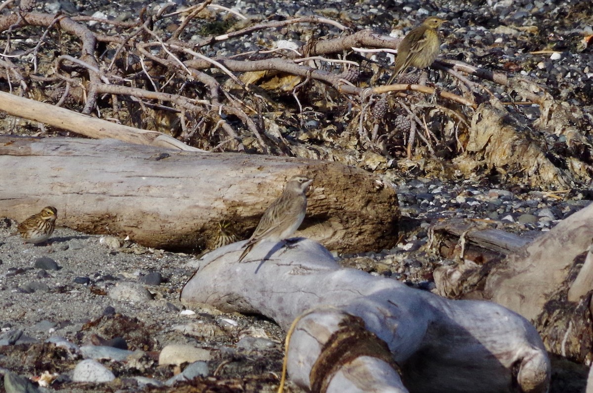 Horned Lark - ML115900311