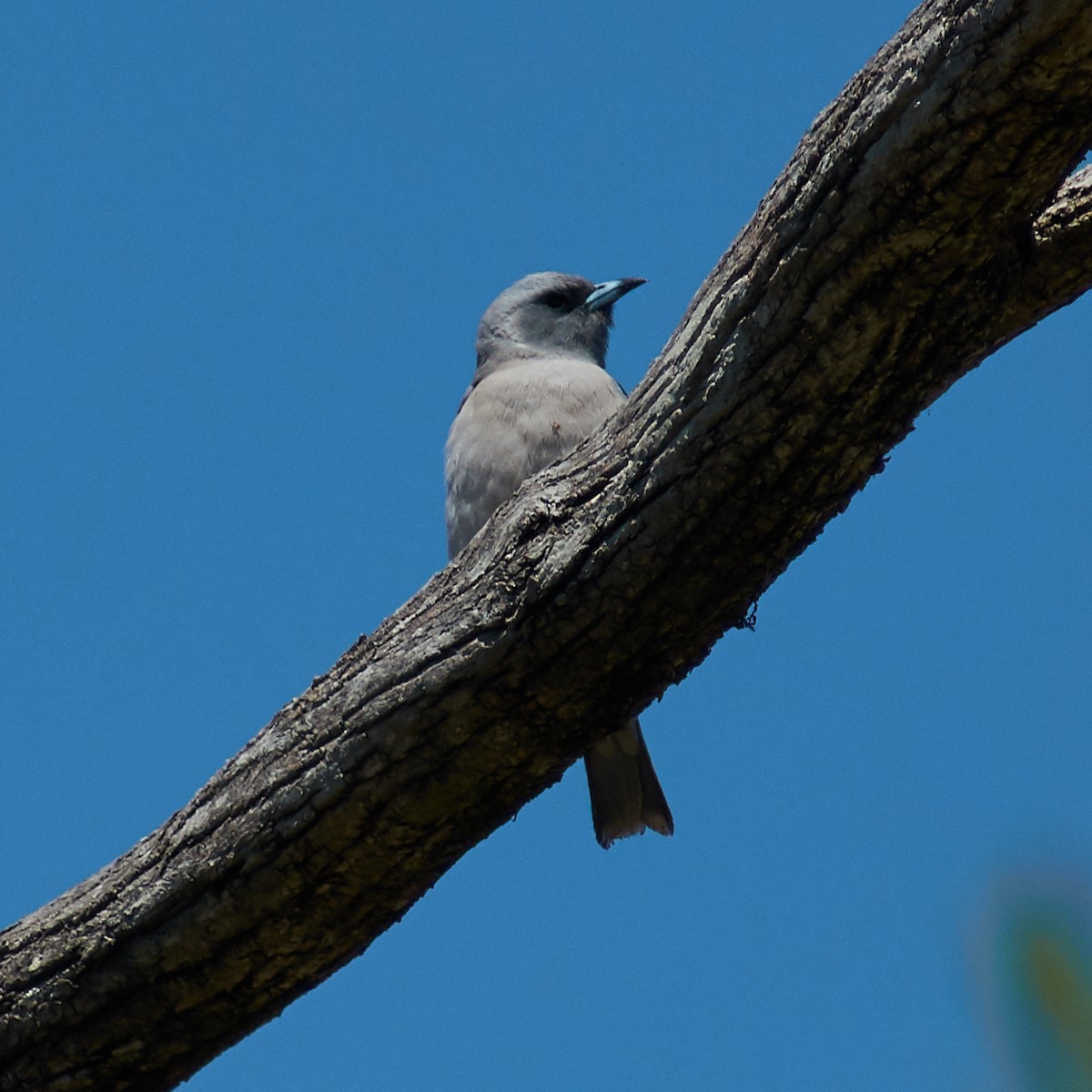 Masked Woodswallow - ML115900381