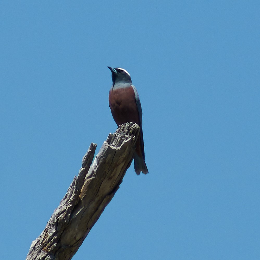 White-browed Woodswallow - Sara Young