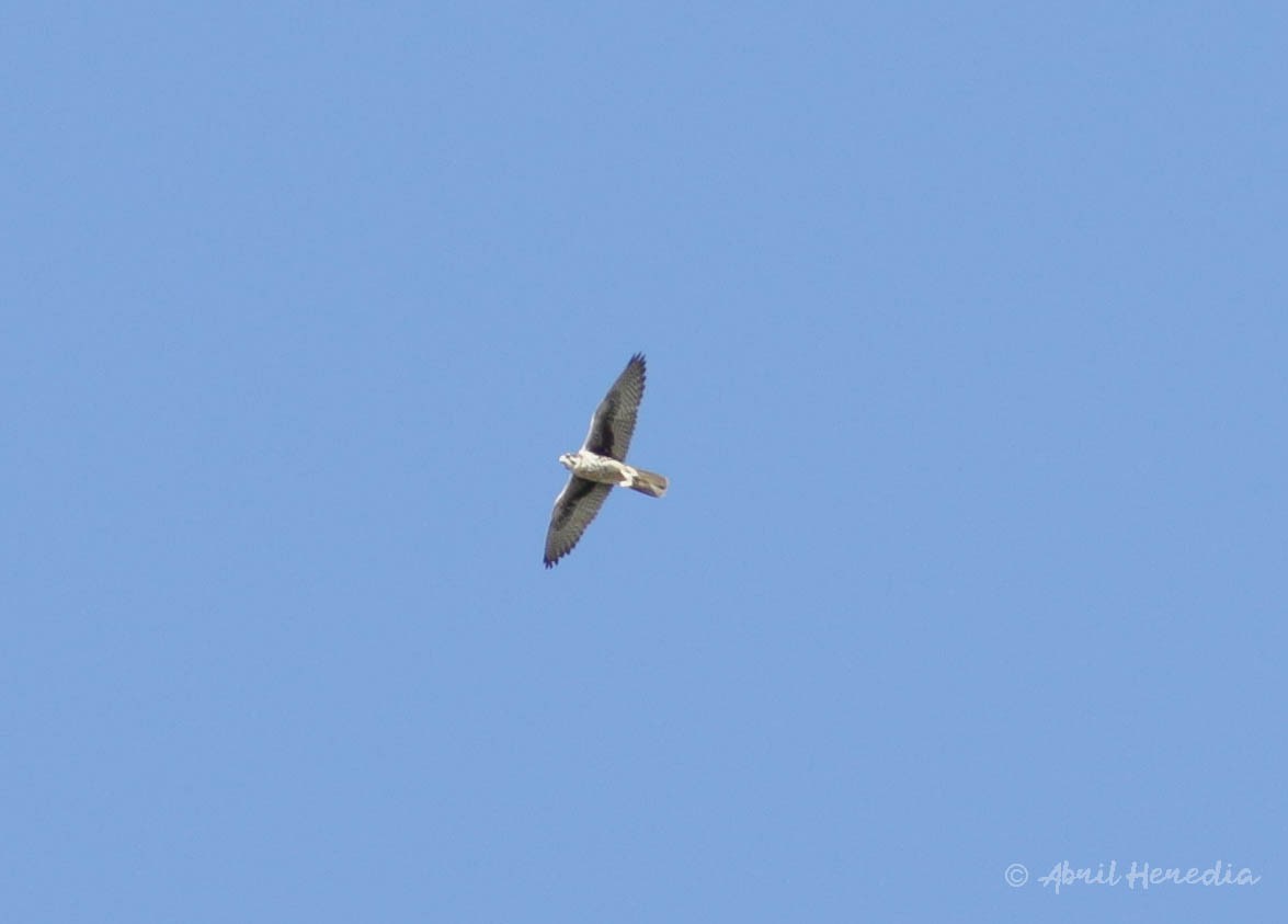 Prairie Falcon - Abril Heredia