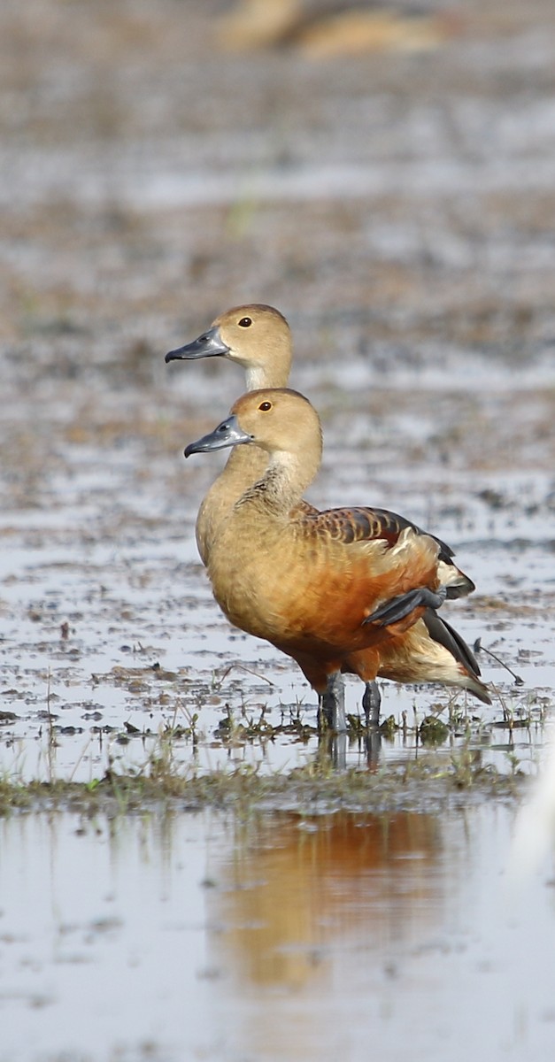 Lesser Whistling-Duck - ML115902641