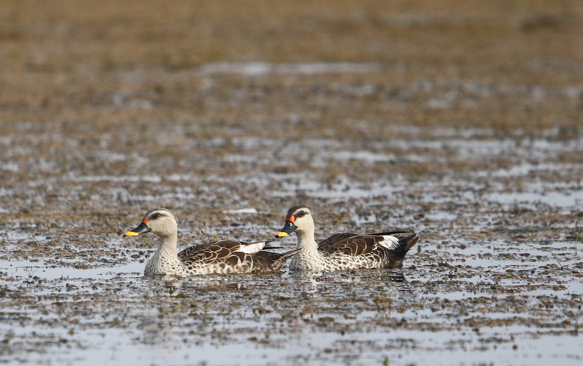 Indian Spot-billed Duck - ML115903141