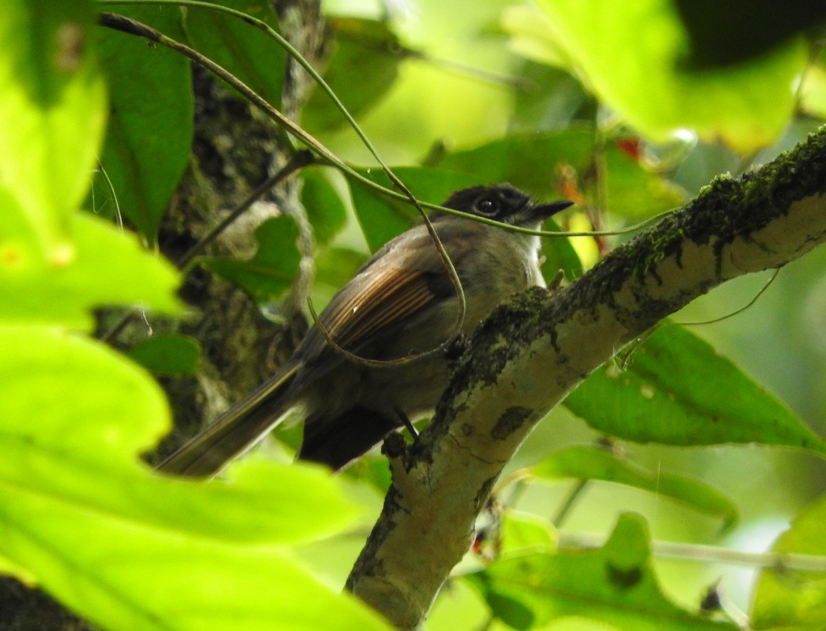 Brown-capped Fantail - ML115903751