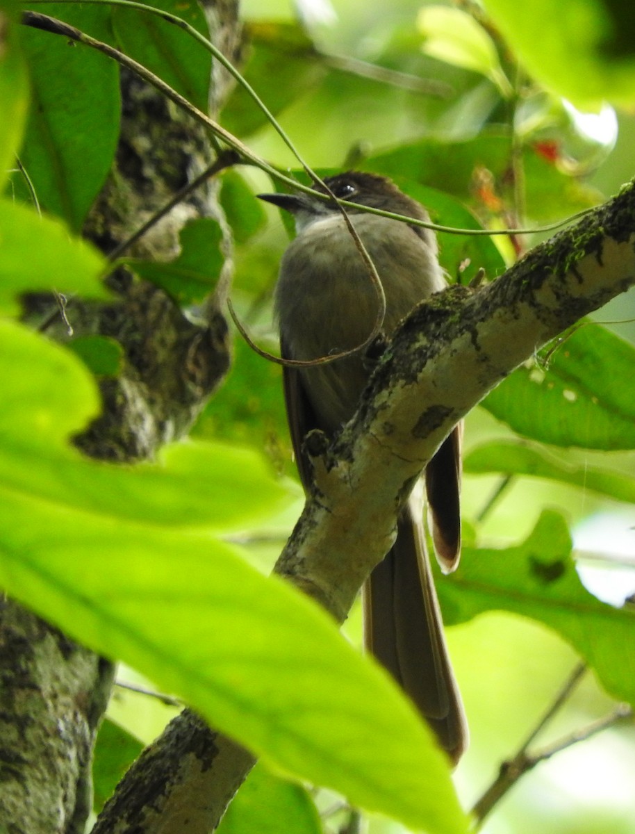 Brown-capped Fantail - Sandy Gayasih