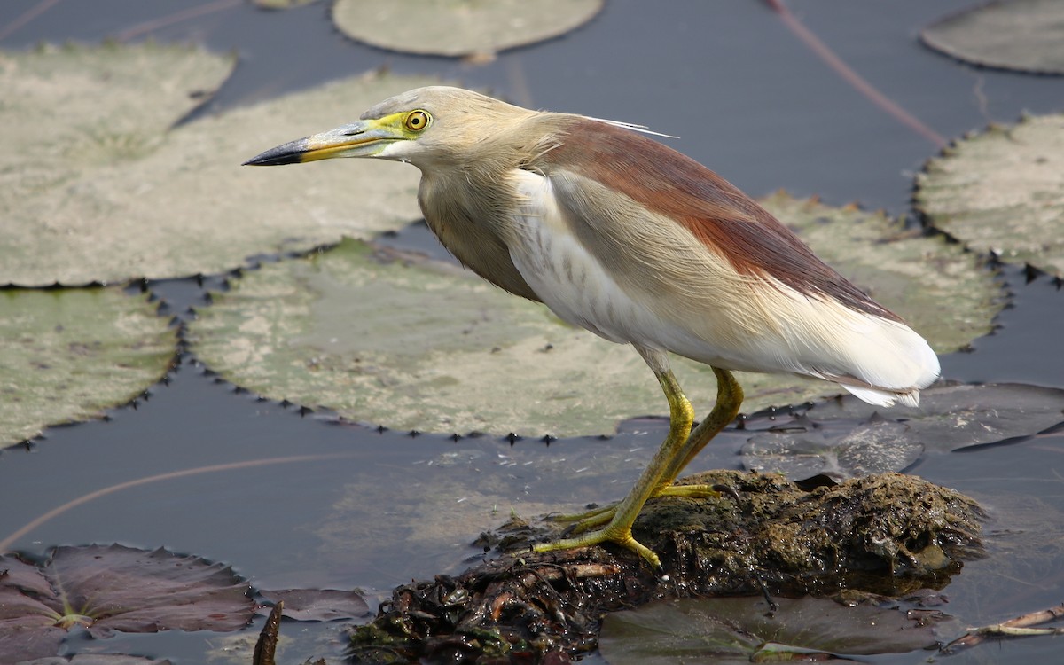 Indian Pond-Heron - ML115905471