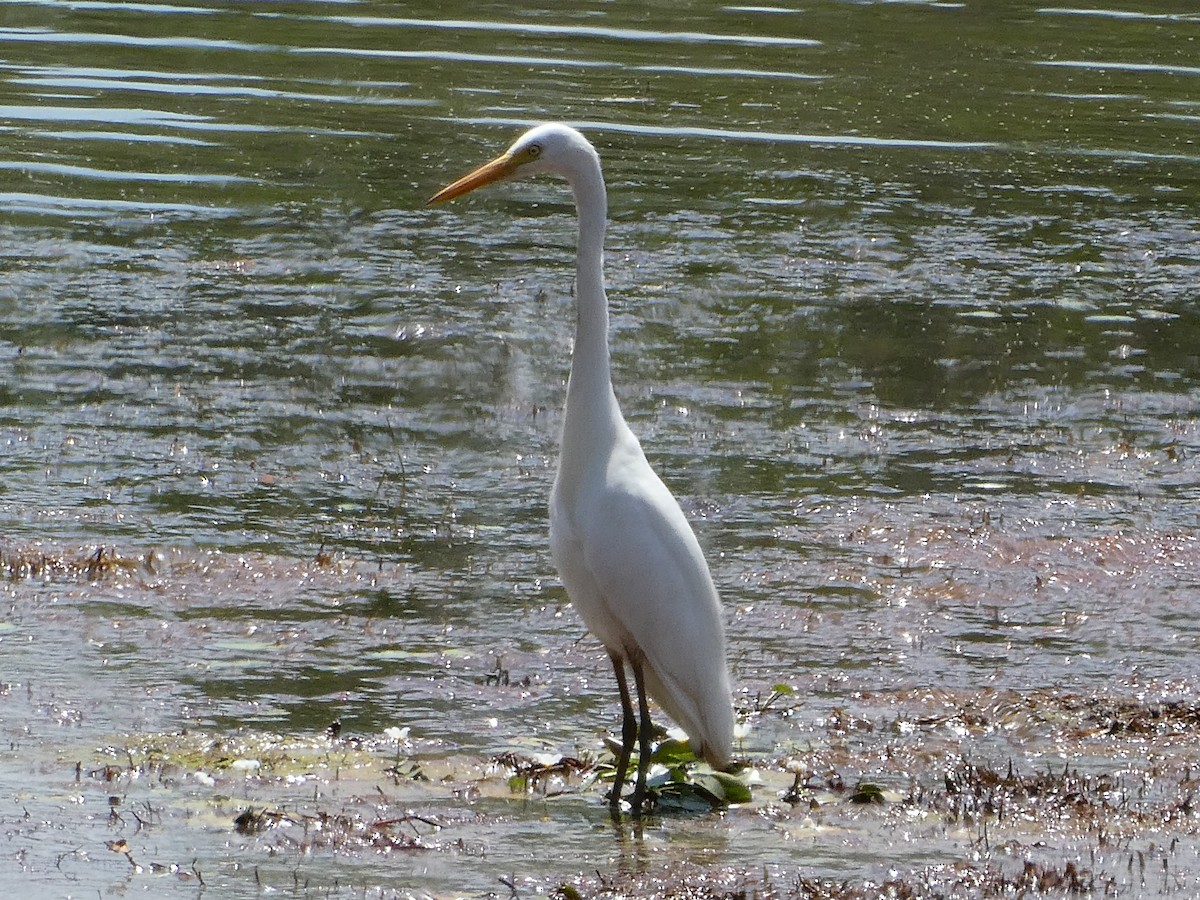 Plumed Egret - Shelley Altman