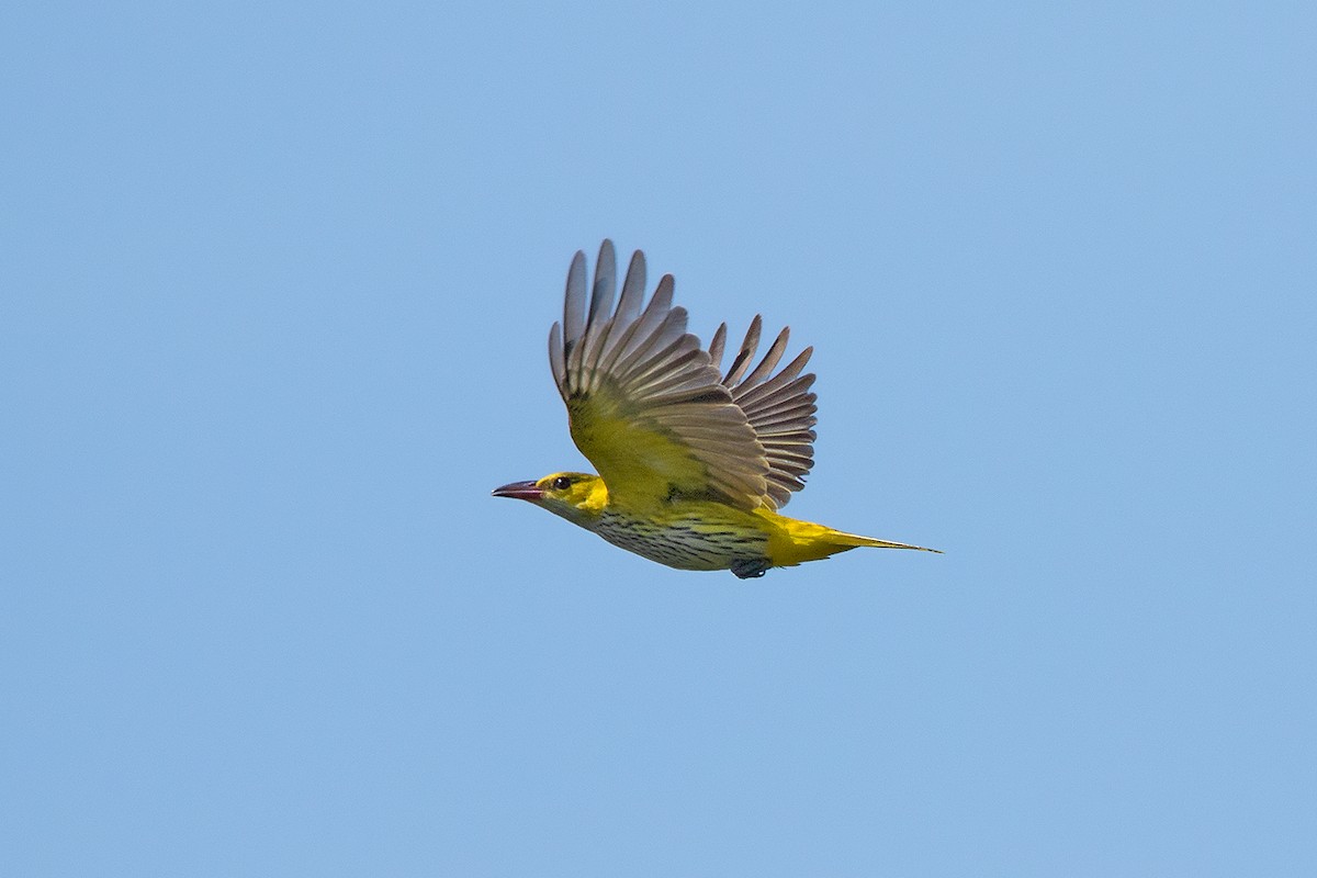 Black-naped Oriole (East Asian) - ML115906371