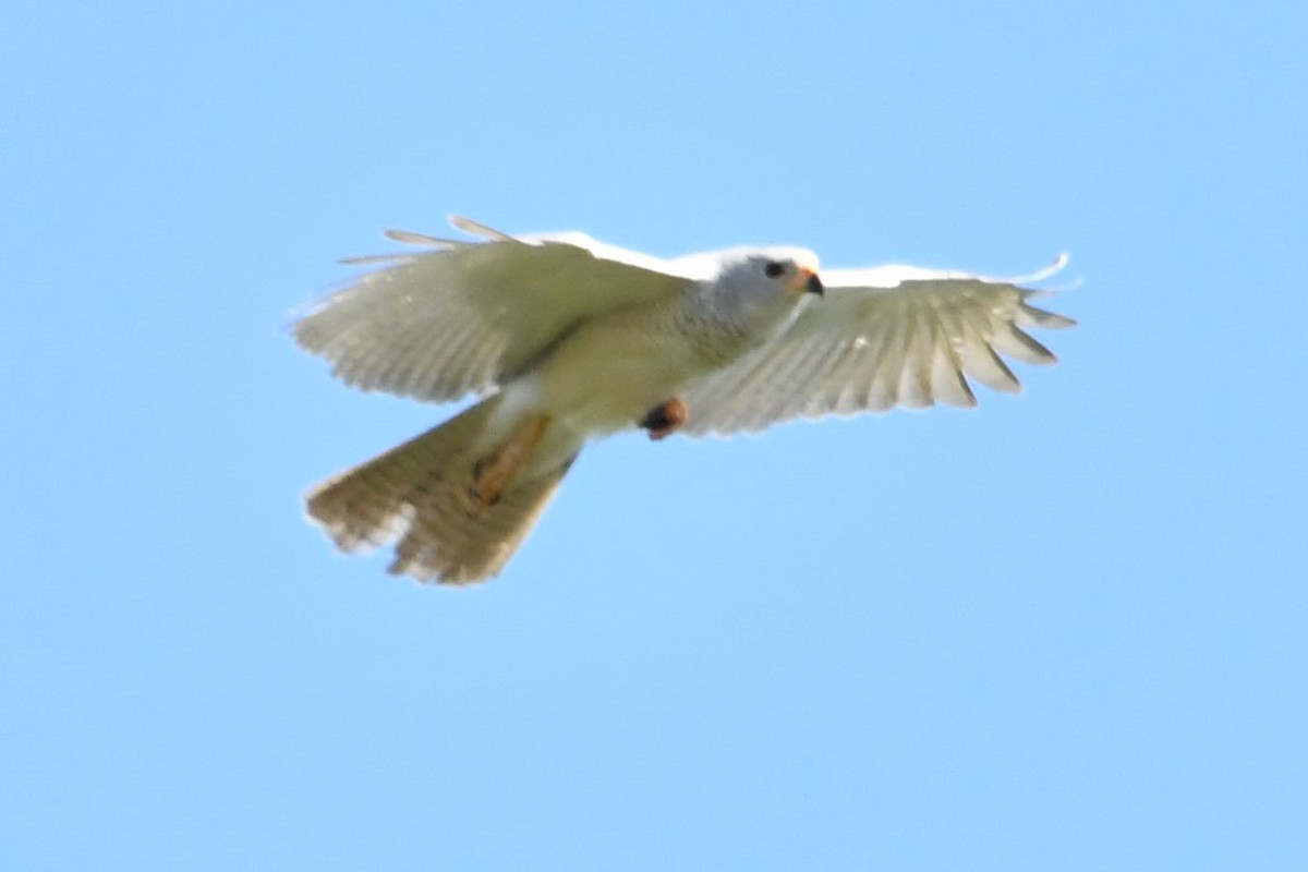 Gray Goshawk - Chris Munson