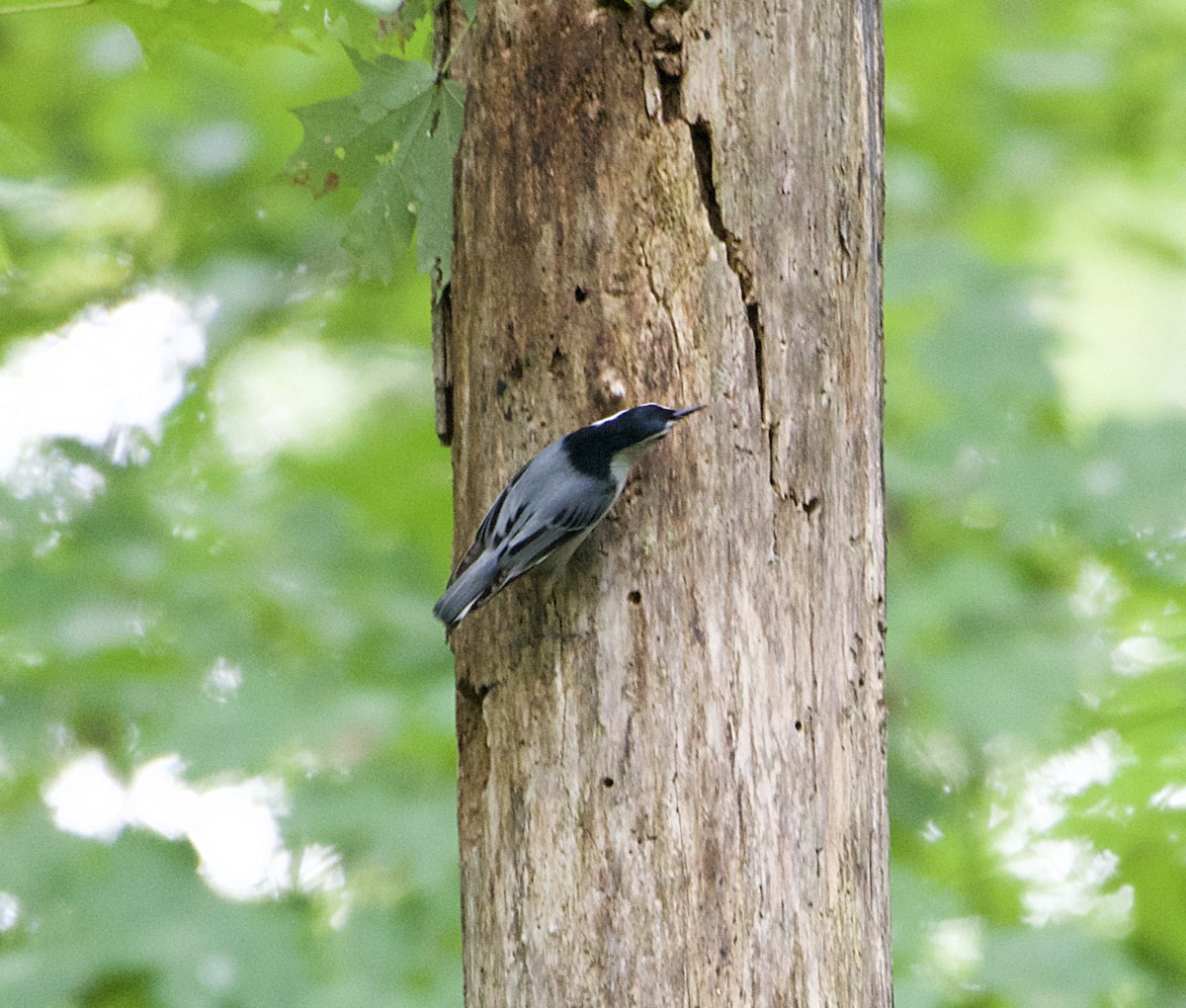 White-breasted Nuthatch - ML115907111
