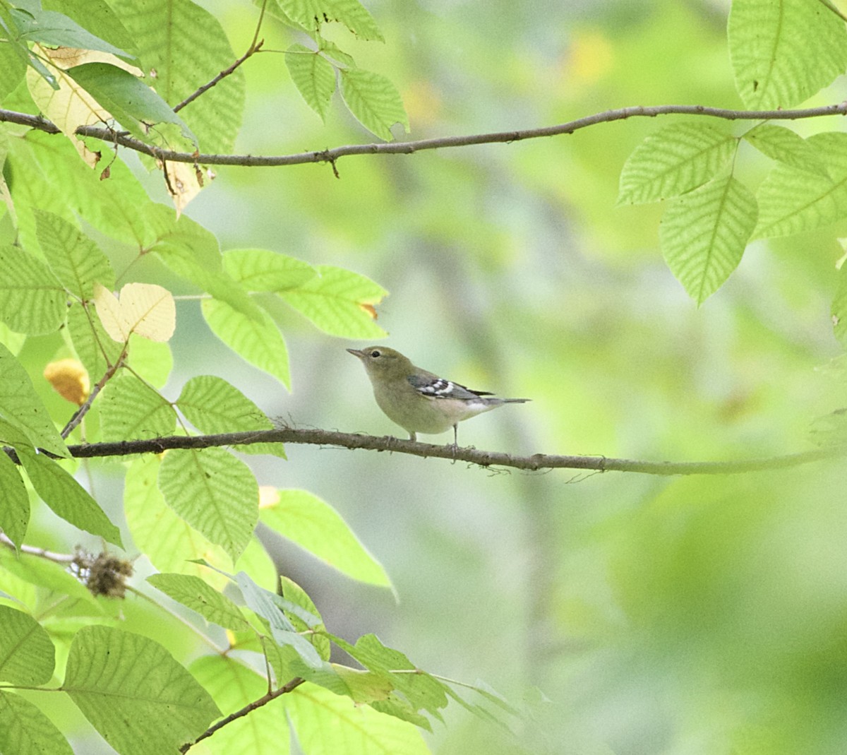 Bay-breasted Warbler - ML115907281