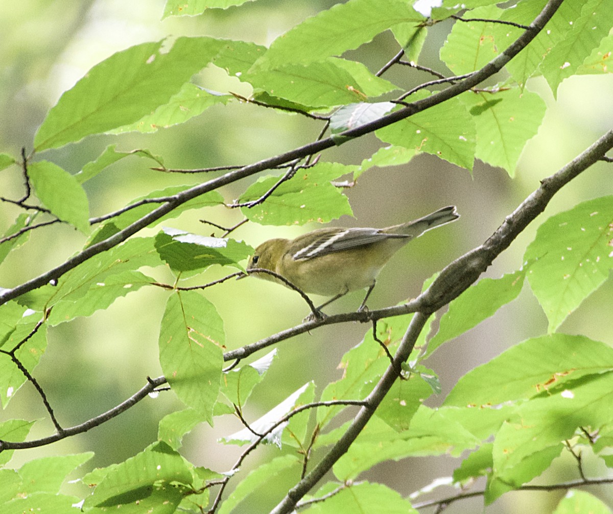 Bay-breasted Warbler - ML115907291