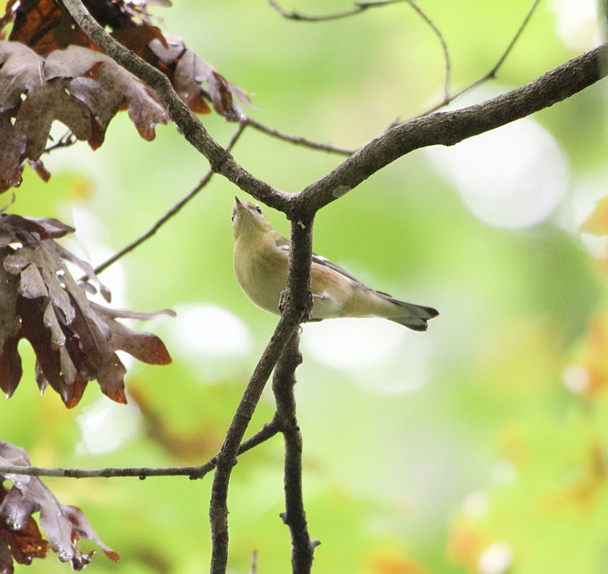 Bay-breasted Warbler - ML115907301