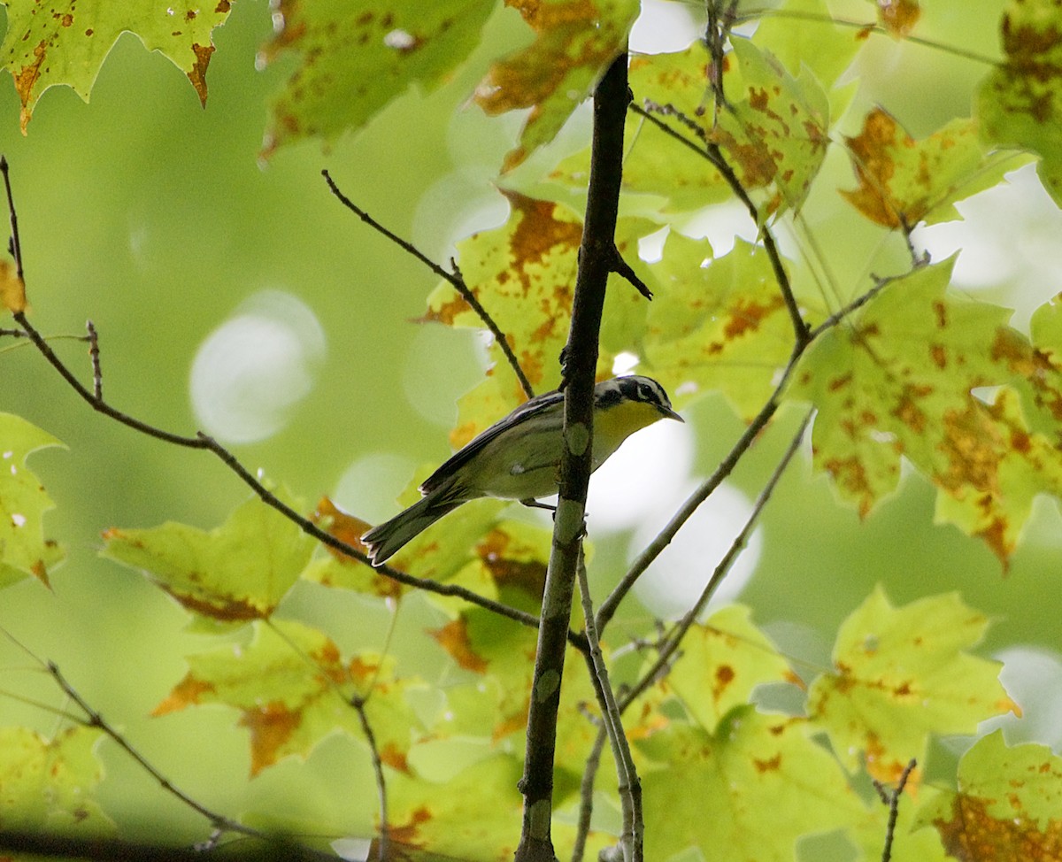 Yellow-throated Warbler - ML115907341