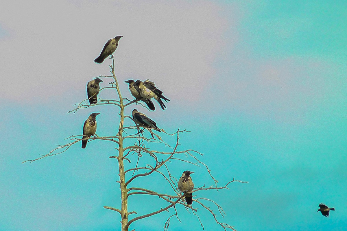 Hooded Crow - ML115907401