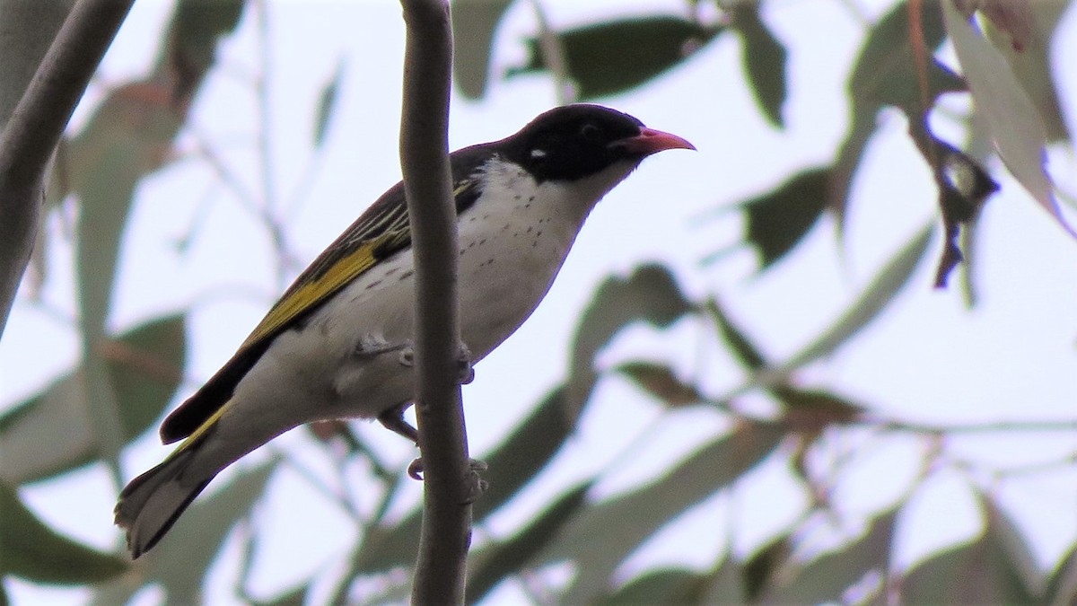 Painted Honeyeater - ML115907811