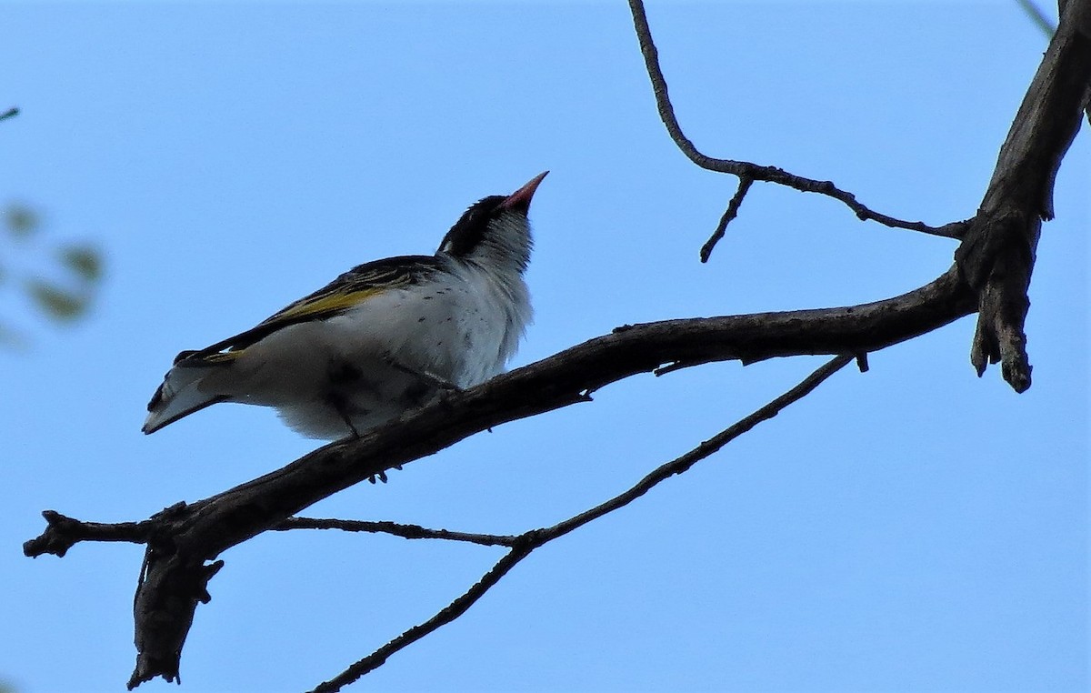 Painted Honeyeater - ML115907861